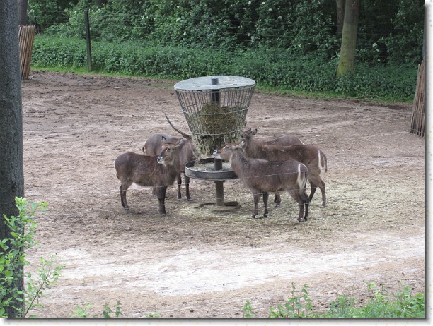 Klik hier voor de originele foto